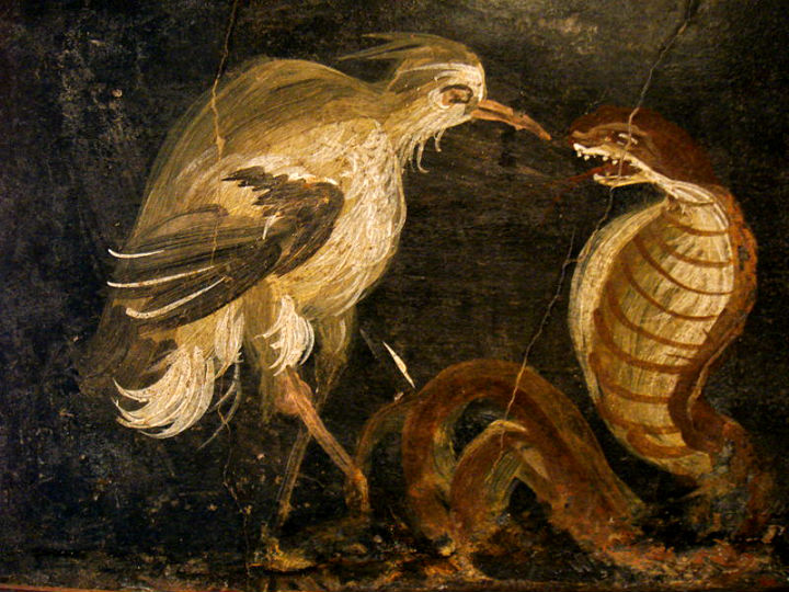 Airone e cobra; Museo Archeologico Nazionale di Napoli (inv. 110876); affresco rinvenuto a Pompei, Casa degli Epigrammi (V, 1, 18, triclinio k), IV stile pompeiano (45-79 d.C.).